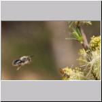 Andrena vaga - Weiden-Sandbiene 12.jpg